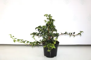 Hortenzie
